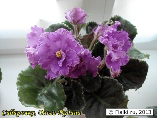 сибирячка