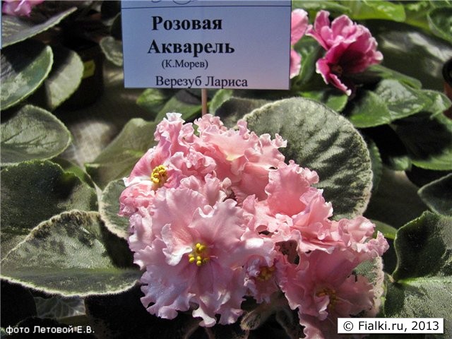 выставка Донецк апрель 2011