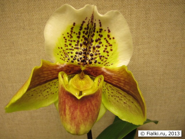 orchid