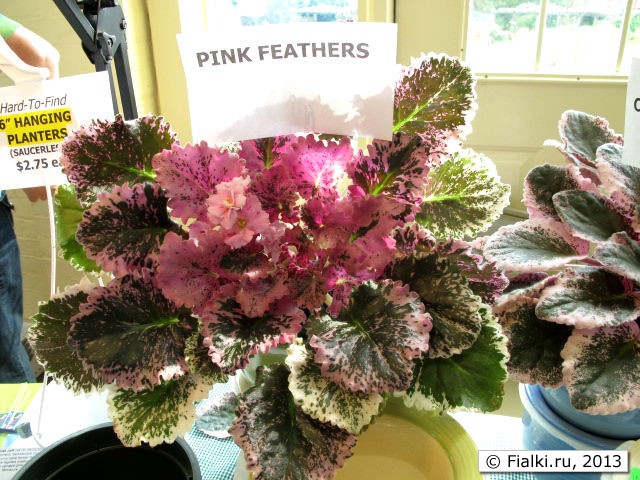 pink feather