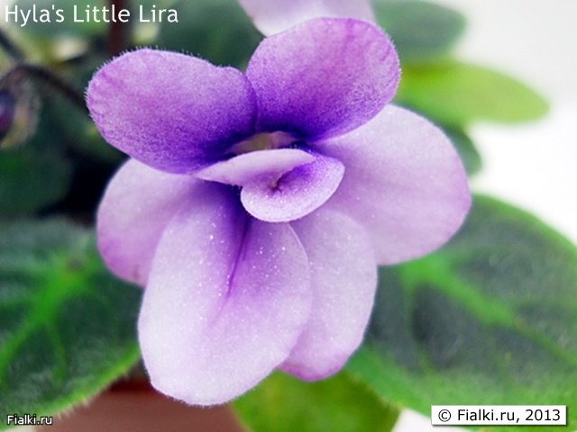 Hyla's Little Lira