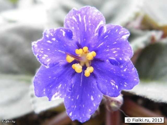 Rainbow’s Quiet Riot (R. Wasmund)
