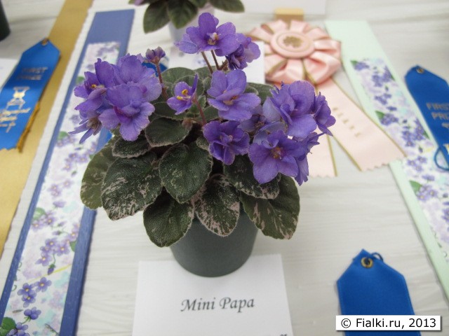 plant