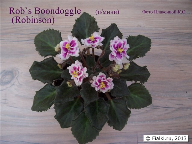 Rob`s Boondoggle(Robinson)