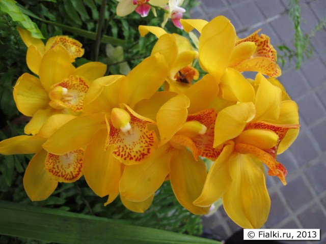 orchid