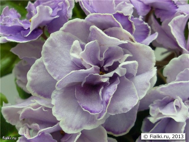фиалки ultra violet