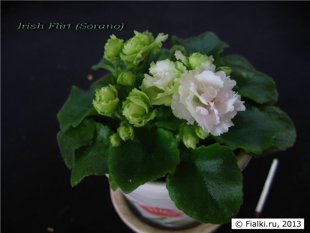 Irish Flirt