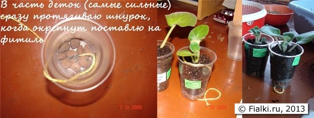Детка на фитиле