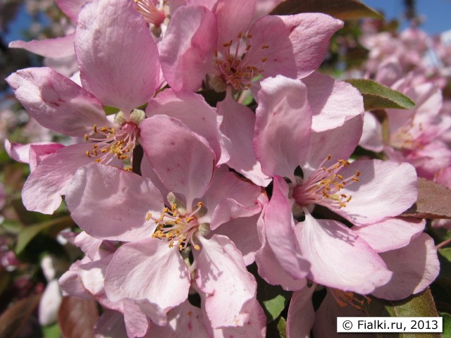 flowers