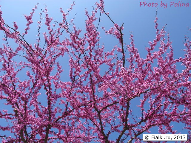 tree in bloom