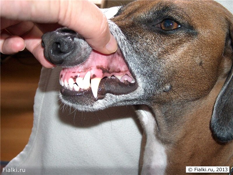 Собачьи зубы