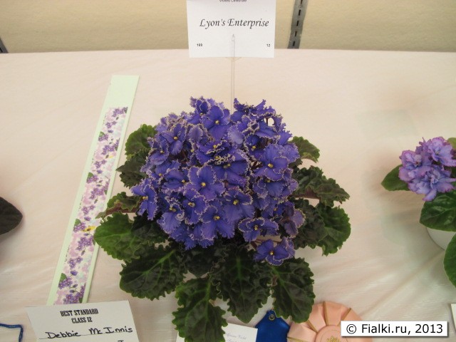 plant