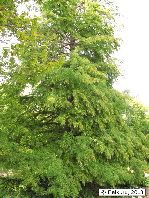 park