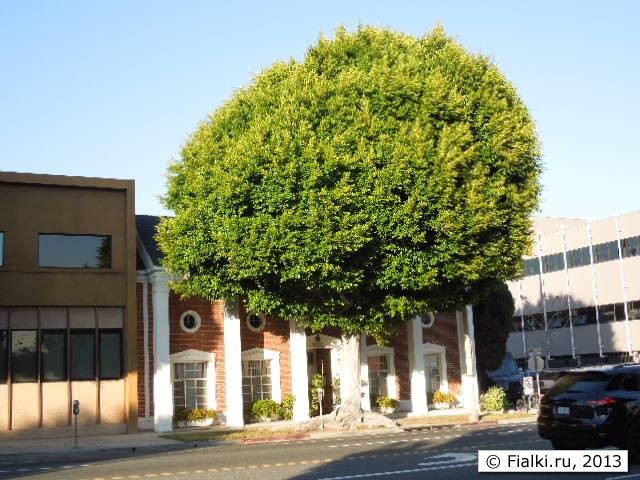 ficus