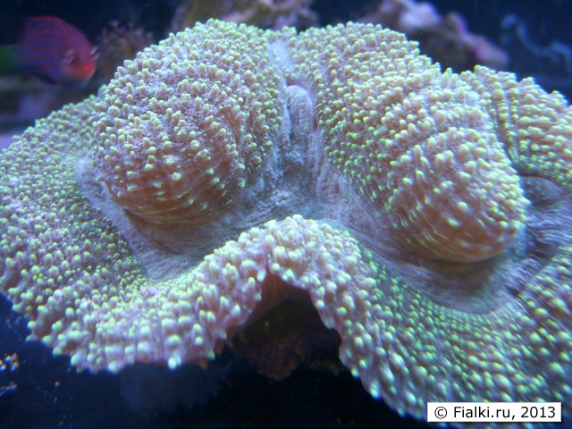 underwater flower