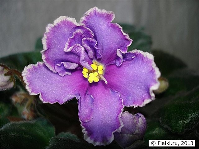 Suncoast Blue Cranberry (Williams)