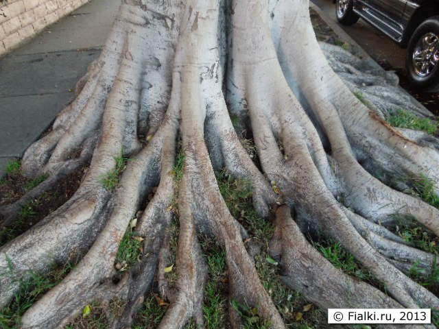 roots