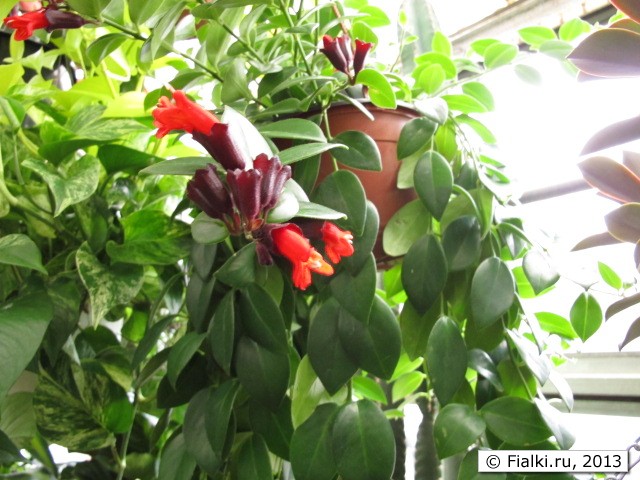 plant