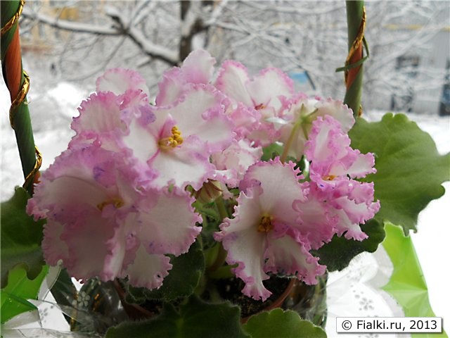 Winter Parasol