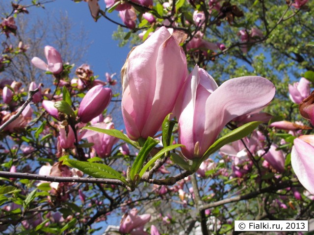 magnolia