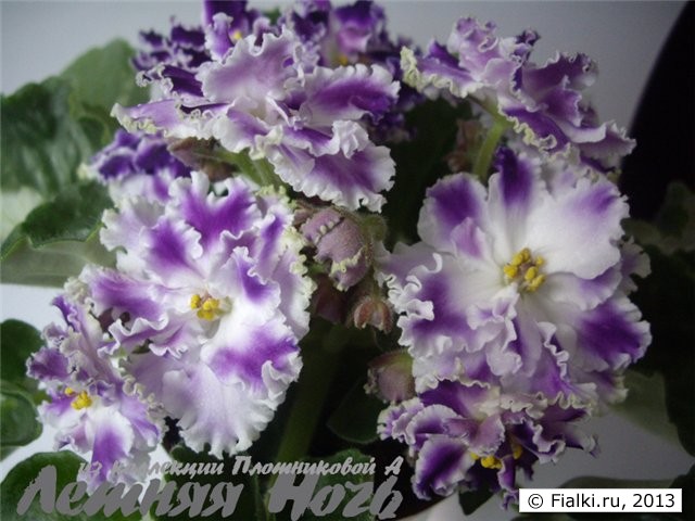 Крупные махровые нежно-фиолетовые цветы с «размытым» белым центром и белой каймой по краям лепестков. Зелёная листва.