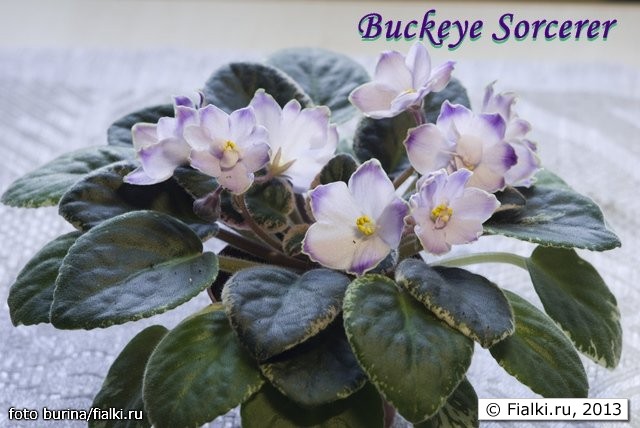 buckeye sorcerer