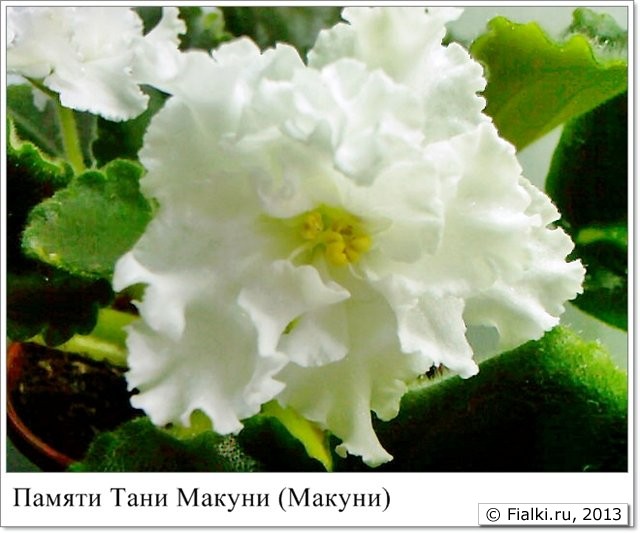 Памяти Тани Макуни фиалка