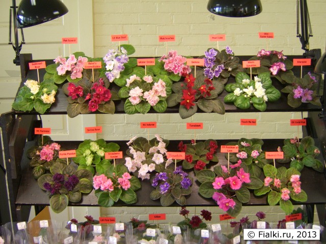 violet barn display 1