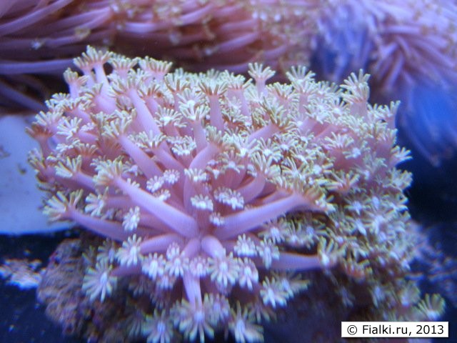 underwater flower