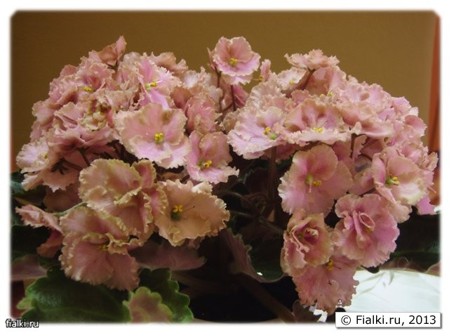 фиалка Rob’s Antique Rose 