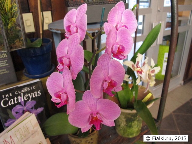orchid