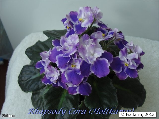 Rhapsody Cora
