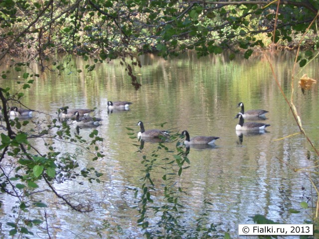 ducks close