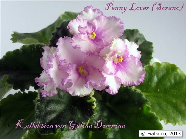 Penny Lover 1