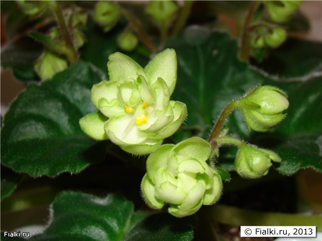 ЛЕ-Купава