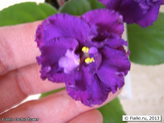 Forest Orchid flower