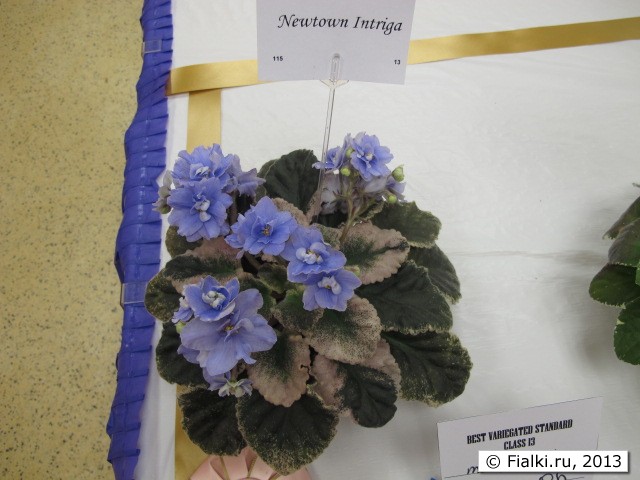 plant