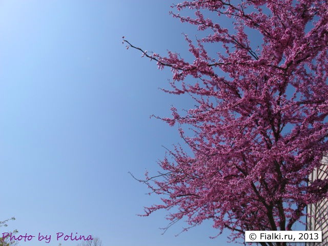 tree in bloom