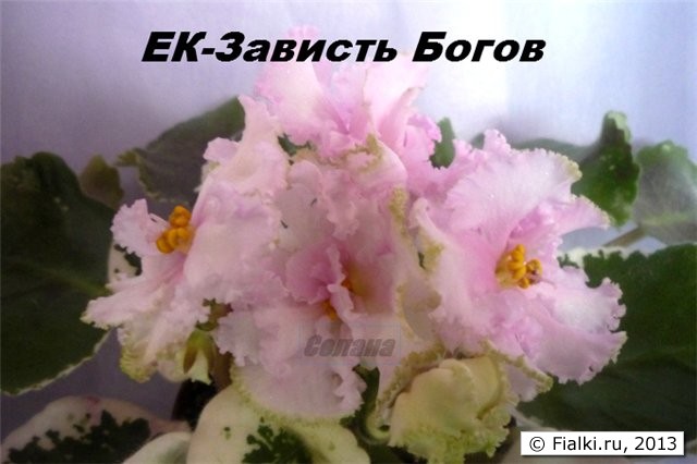 ЕК-Зависть Богов