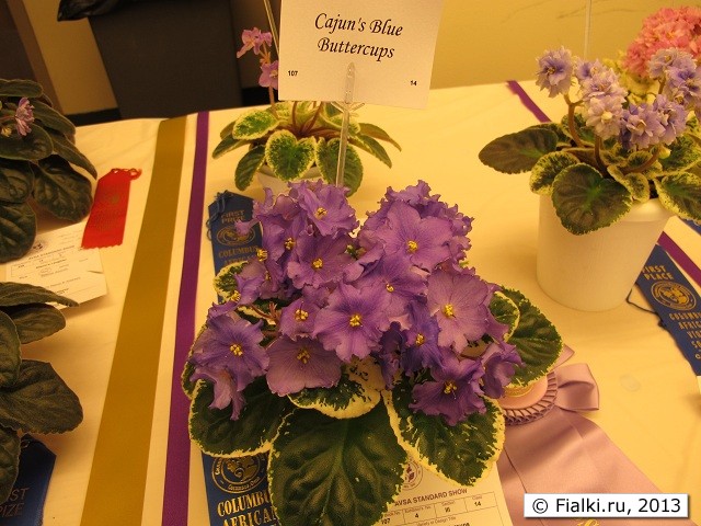 Cajun's Blue Buttercups