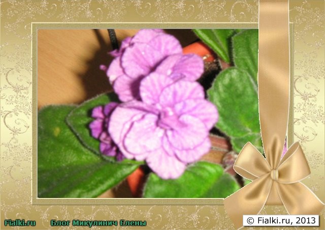 Безымянная фиалка №4