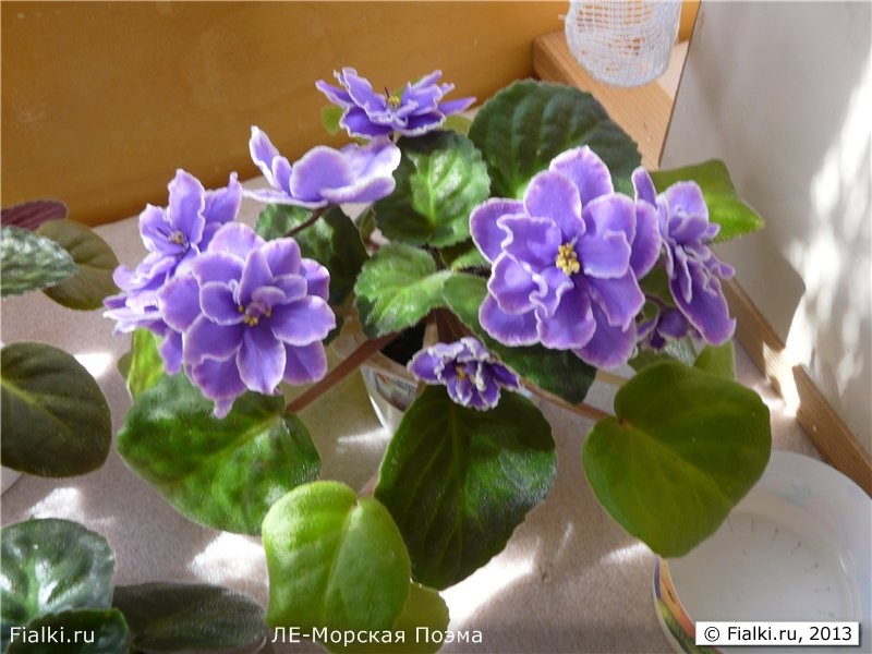 ЛЕ-Морская Поэма
