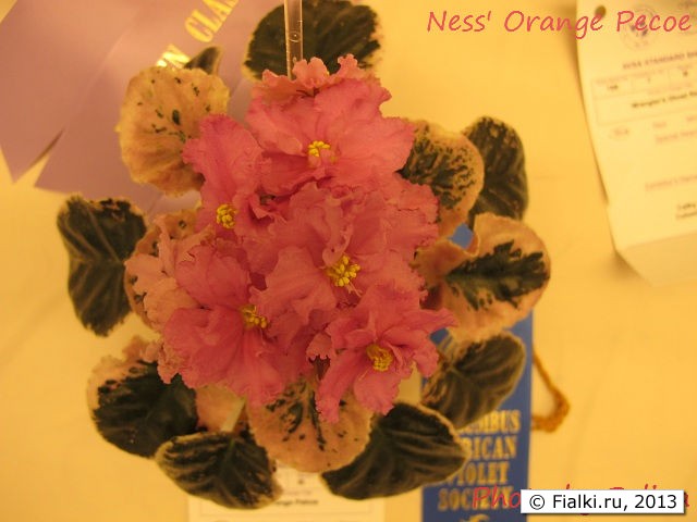 Ness' Orange Pekoe