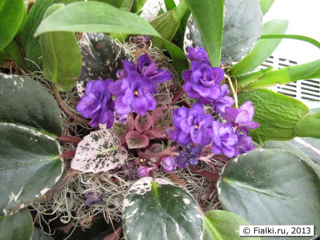 african violet