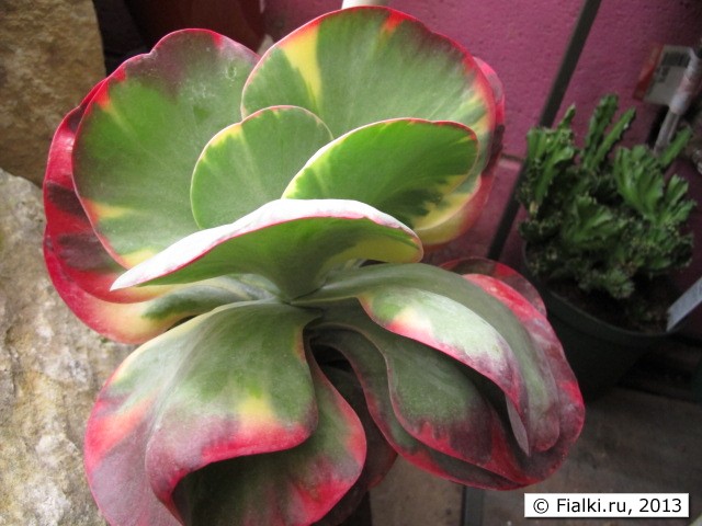 plant