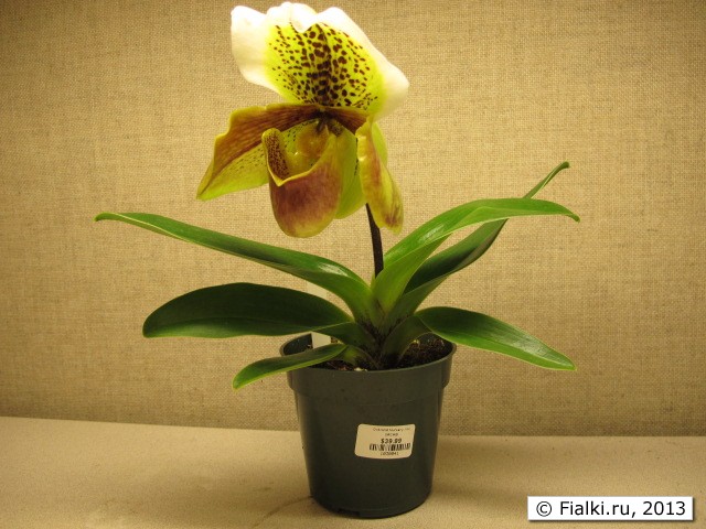 orchid