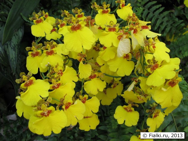 orchid
