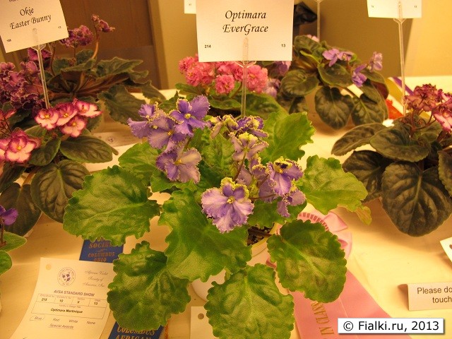 Optimara EverGrace