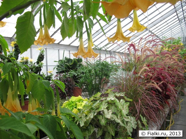 greenhouse