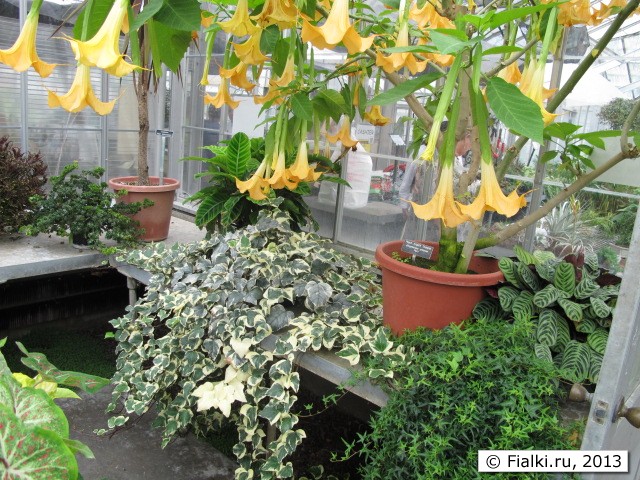greenhouse